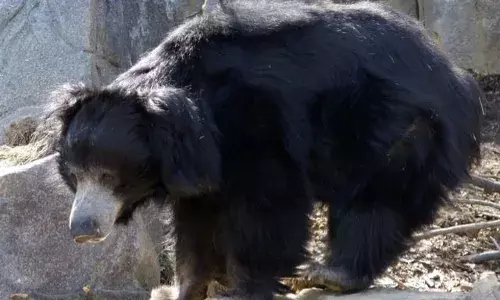 Two killed, one injured in bear attack in Srikakulam