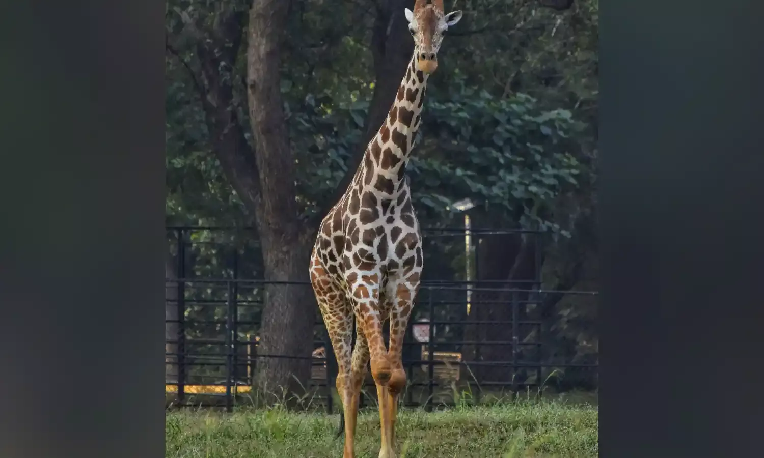 Male giraffe at Vizag zoo dies due to cardio-pulmonary failure