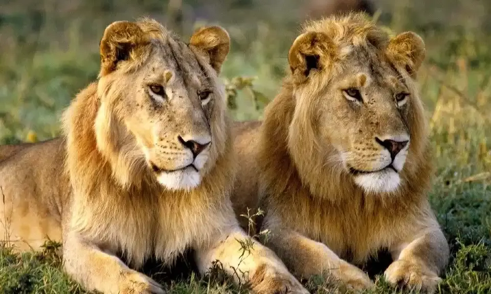 Wont tolerate that you are killing lions every day: Guj HC tells Railways