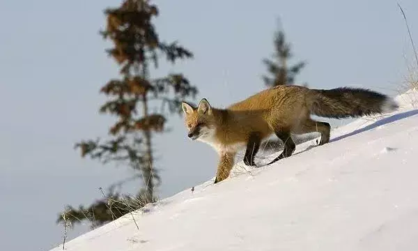 Species in 17 mountains worldwide face extinction risk due to global warming: Study