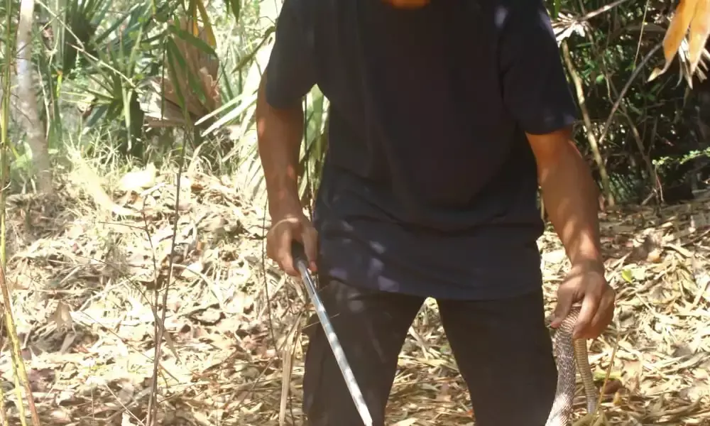 Andhra teenager  Sampath Kantimahanti on a mission to save snakes, reduce human-animal conflict