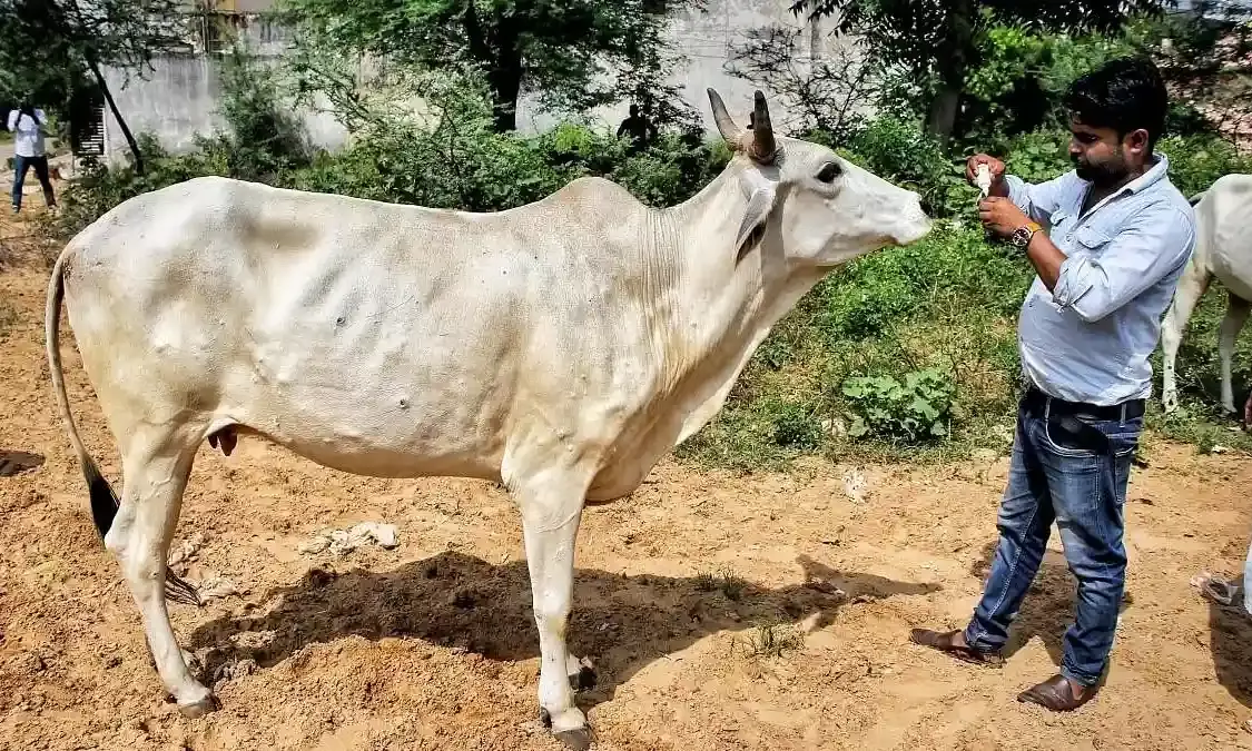 Multi-institutional team tracks virus behind Indias lumpy skin cattle