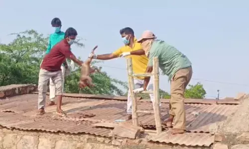 Hyderabad: Scramble to quench thirst, 30 monkeys drown in water tank at Nagarjunasagar Hill Colony