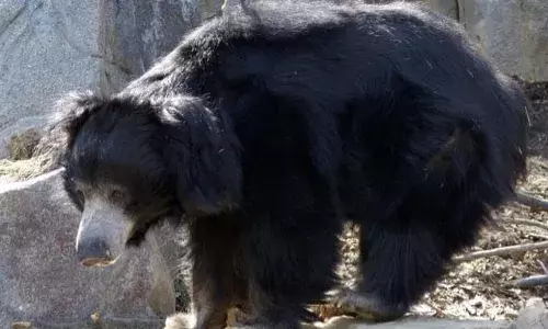 All the accused persons belong to Kothapalli mandal in Nandyala district.