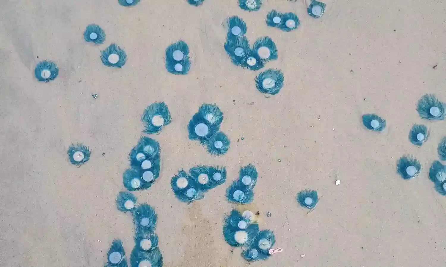 Fascinating Blue Button spotted on Vizag shores; calls for conserving nature