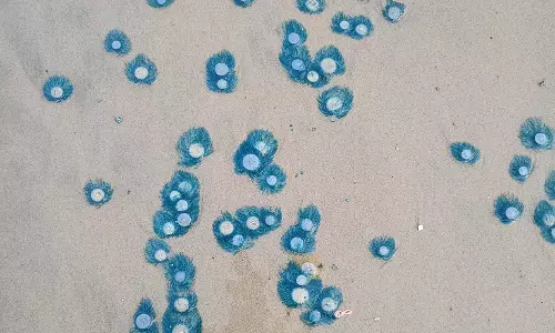 Fascinating Blue Button spotted on Vizag shores; calls for conserving nature