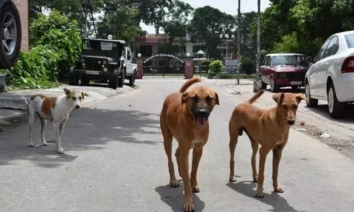 Toddler mauled to death by stray dogs in Hyderabad