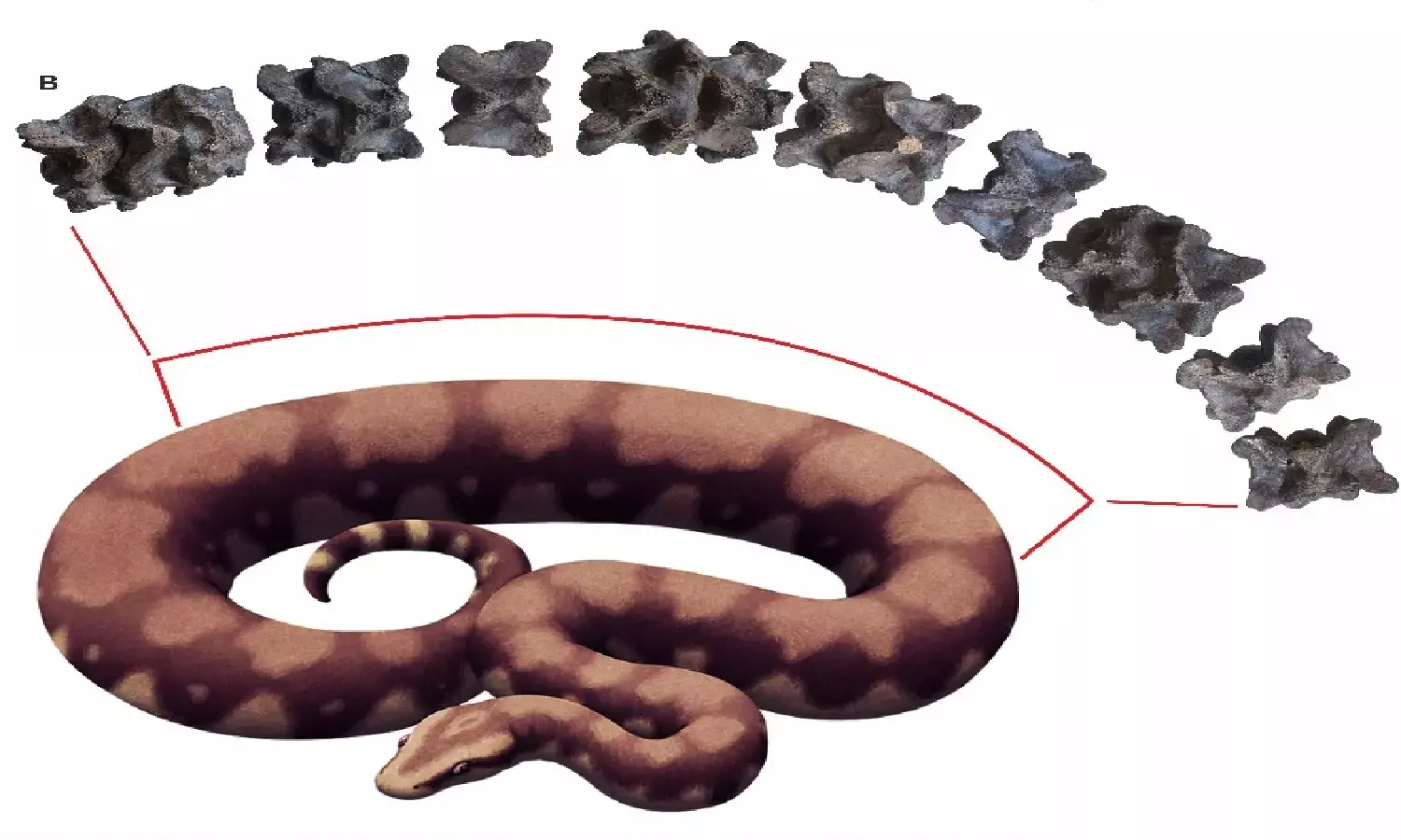 Giant snake fossil unearthed: IIT Roorkee makes discovery in Gujarat