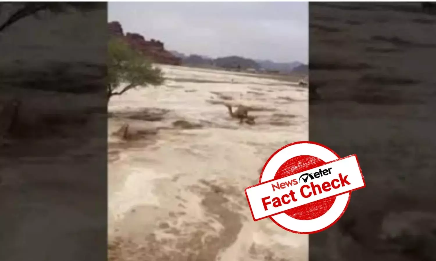 Fact Check: Video of camels being swept away in Saudi Arabia floods resurfaced after Dubai rains