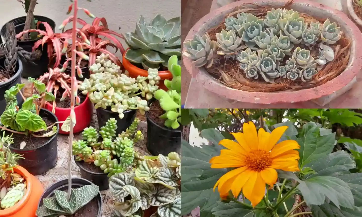 Summer care tips: How to keep your houseplants happy in heat