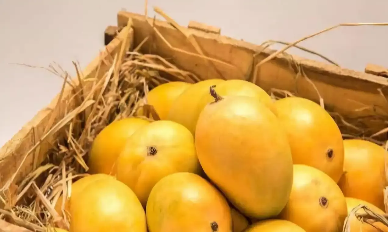 Police seizes stocks of artificially ripened mangoes from Borabanda godowns