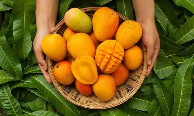 `Mangiferin’: University of Hyderabad scientists discover anti-cancer agent in mango leaves