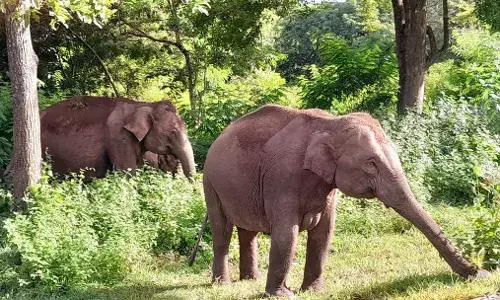 Masinagudi Jungle Retreat: An ideal getaway in Tamil Naduās forests