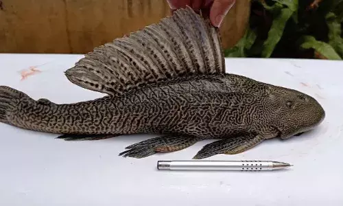 New CSIR-CCMB method to aid fishermen battle invasive catfish in Eastern Ghats