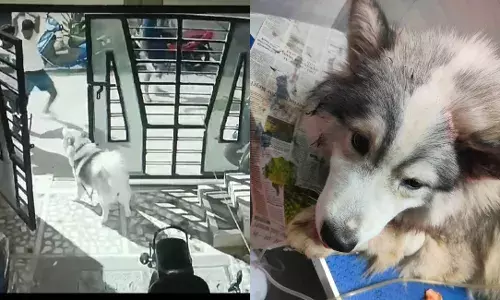 Hyderabad: How pet husky dog led to violent clashes between two families in Rahmatnagar, 3 injured