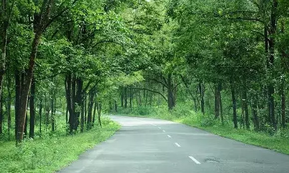 More than 50 lakh large farmland trees vanished between 2018 and 2022 in India: Study