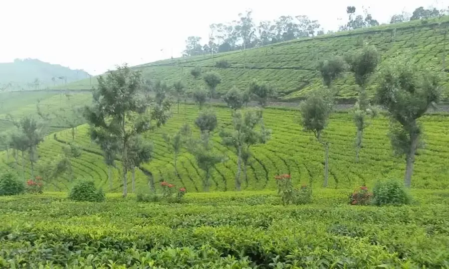 The Nilgiris: Perfect summer getaway in the Blue Mountains