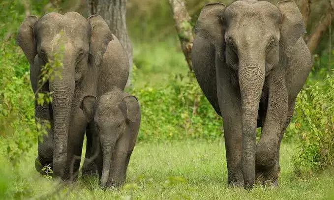 Three-day elephant population estimation exercise in Karnataka to begin on May 23