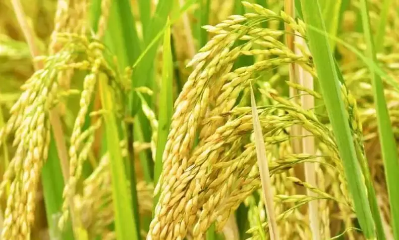 BRS, BJP flays Telangana govt decision to provide bonus only for fine variety paddy
