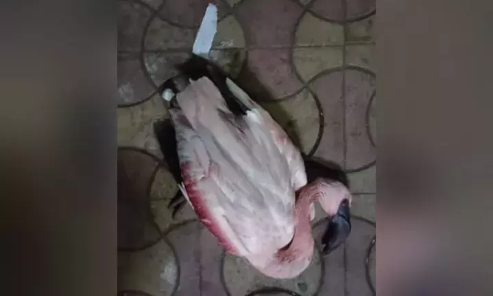 39 flamingos die in a flight-bird strike in Mumbai