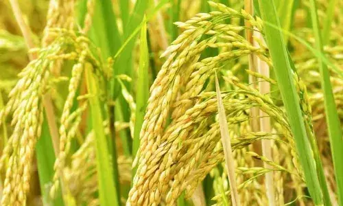 BRS, BJP flays Telangana govt decision to provide bonus only for fine variety paddy