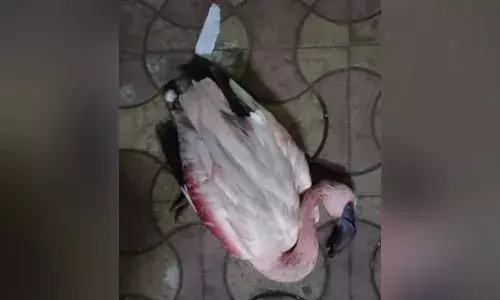 39 flamingos die in a flight-bird strike in Mumbai