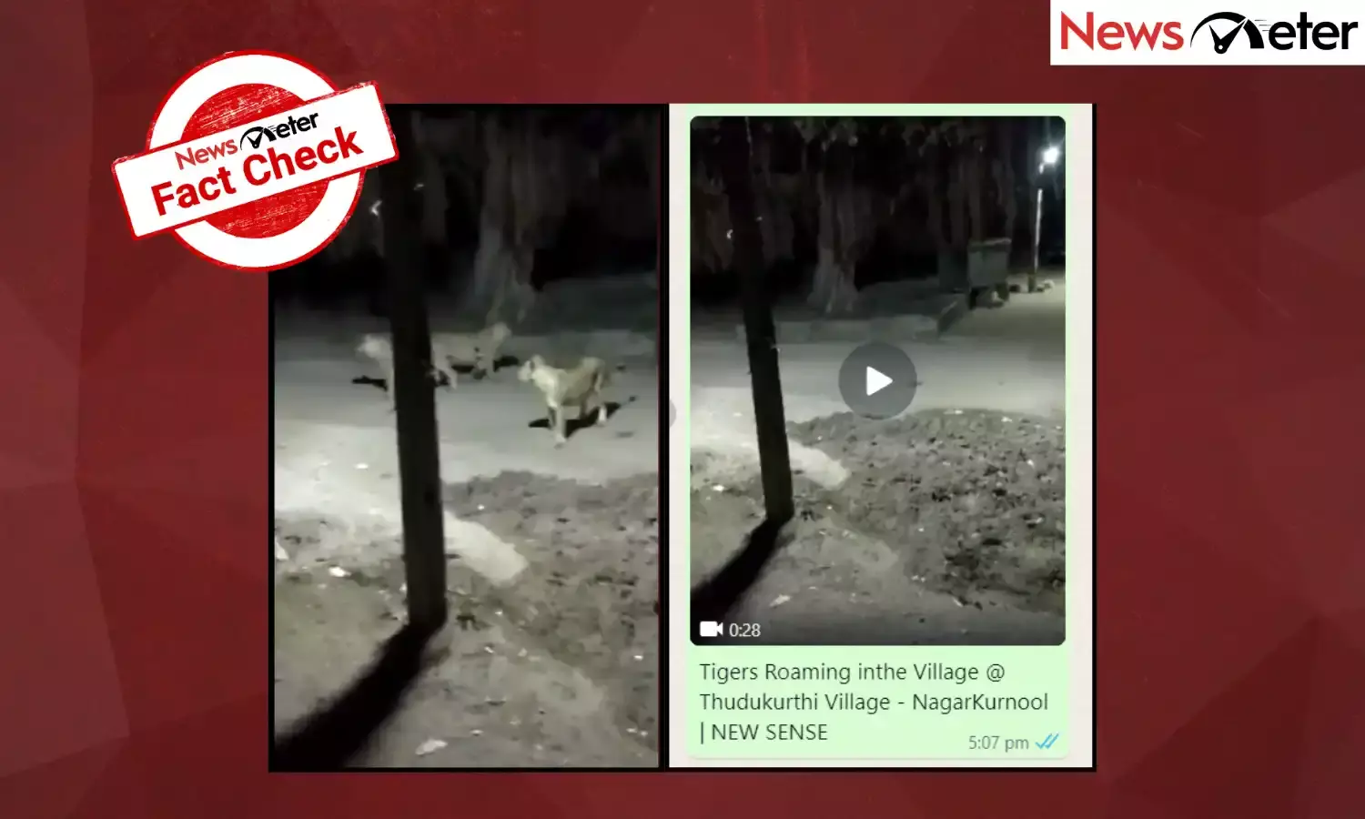 Fact Check: Old video of tigers roaming on road falsely shared as recent scene from Telangana