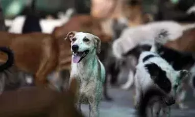 Boy found dead with dog bite injuries in Hyderabad