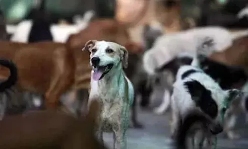 Boy found dead with dog bite injuries in Hyderabad