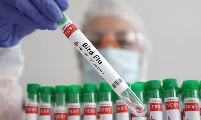 Bird flu: Andhra Pradesh among 4 states report outbreak; experts call for testing