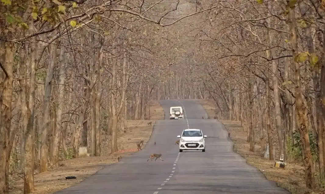 Adilabad forests spring back to life after the first monsoon showers