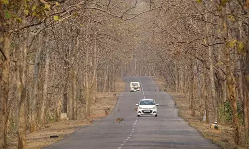 Adilabad forests spring back to life after the first monsoon showers
