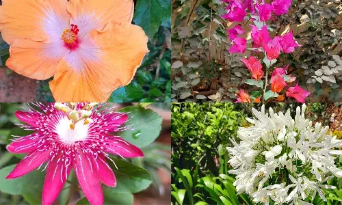 `Planting dreams: Here are some tips to rejuvenate your gardens in monsoon