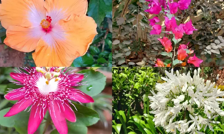 `Planting dreams: Here are some tips to rejuvenate your gardens in monsoon