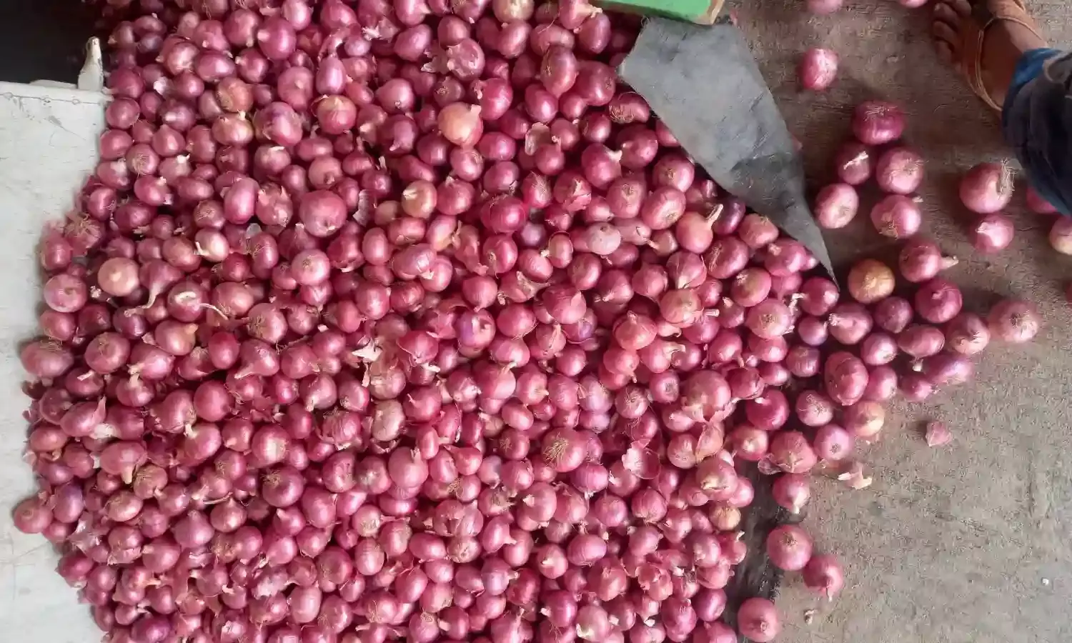 Govt buys 71,000 tons of onion for buffer stock; expects retail prices to ease with normal monsoon