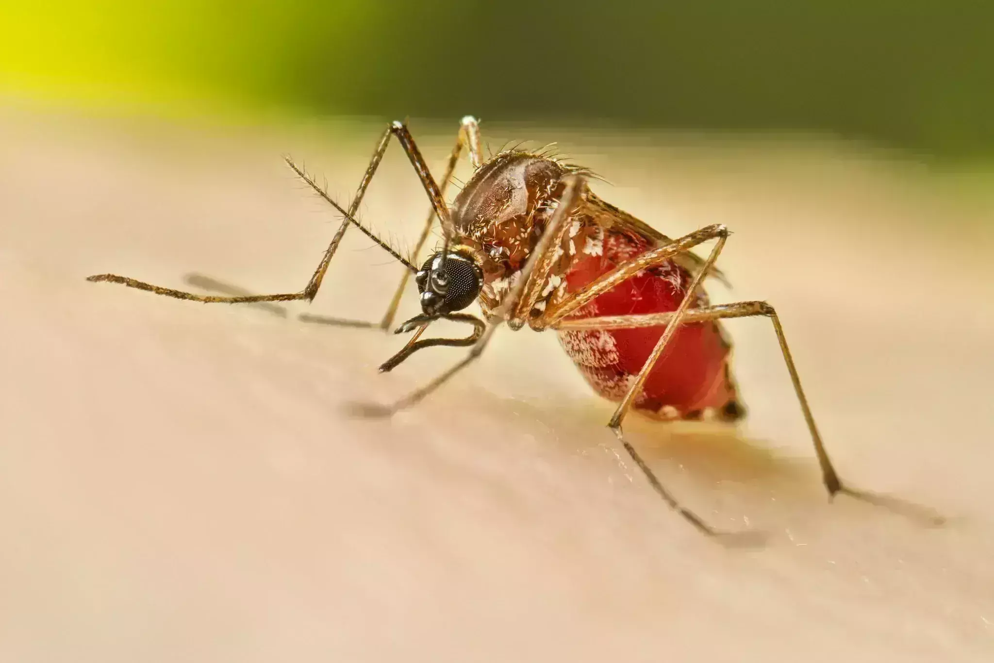 Monsoon fallout: Telangana reports 882 dengue cases; Andhra too witnessing spike