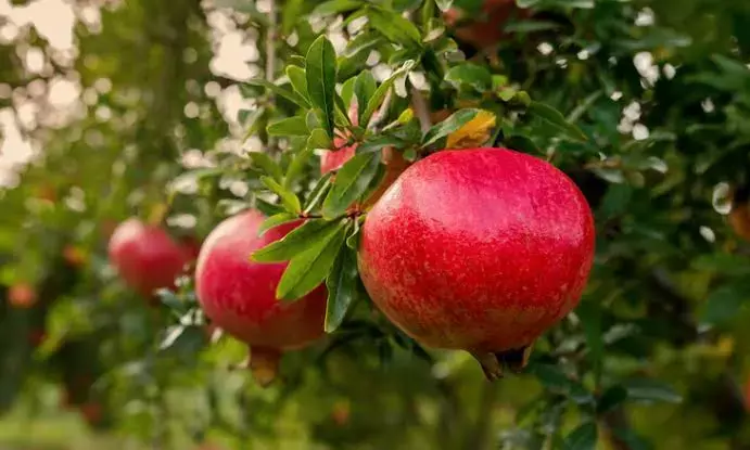 Dalit boy tied up, beaten for plucking pomegranate in Telangana