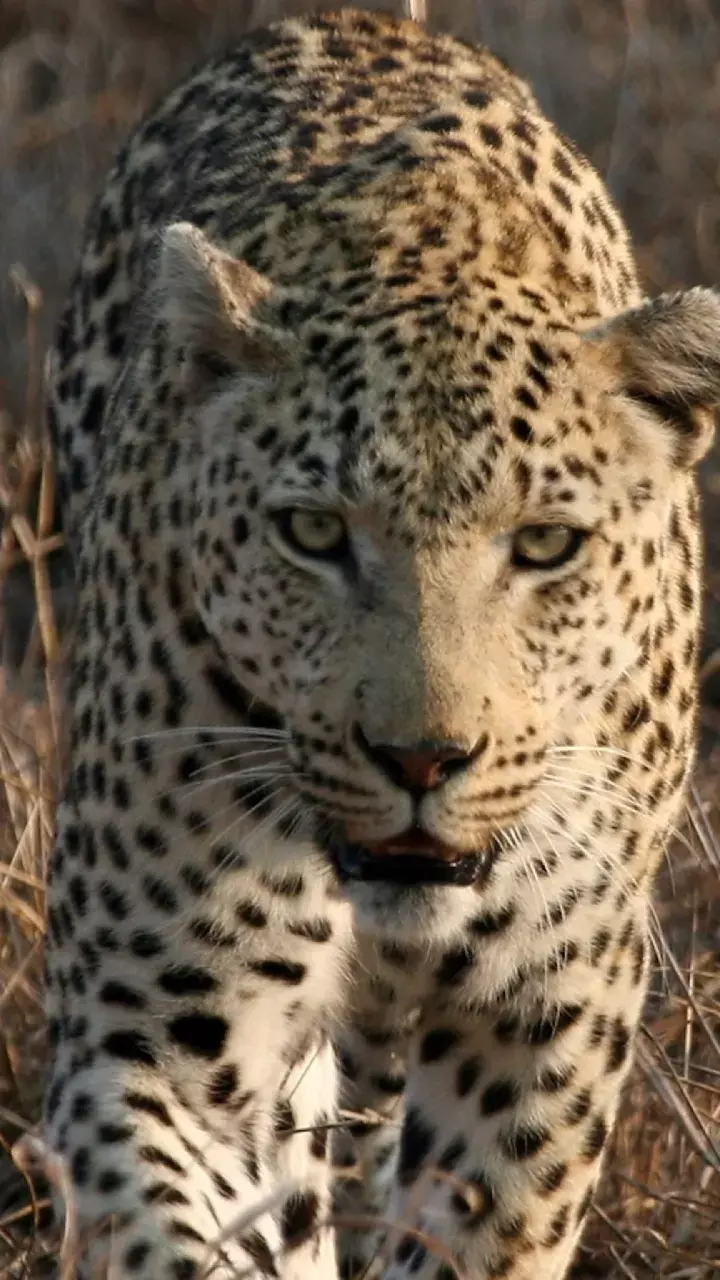 AP Forest Dept captures leopard which killed woman