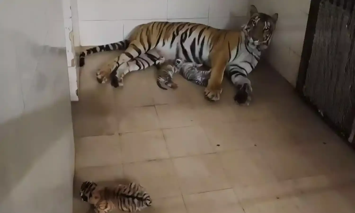 Tigress gives birth to 3 cubs, including 1 white, in Gwalior zoo