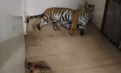Tigress gives birth to 3 cubs, including 1 white, in Gwalior zoo