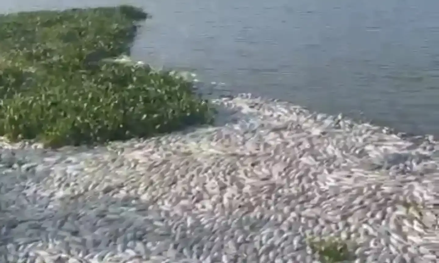 Death of fish in Chitkul Tank: Telangana HC takes suo motu cognizance; issues notice to CS, others