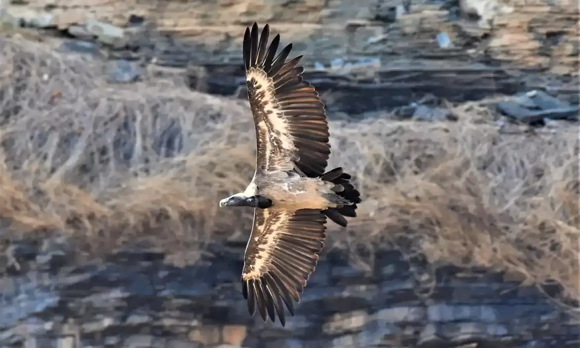 Only one pair sighted: Funds shortage hits vulture research, conservation in Telangana