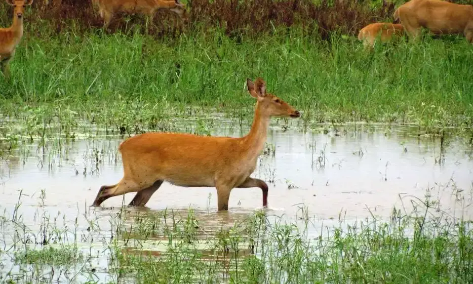 Four animals dead in flooded Kaziranga National Park, 24 rescued