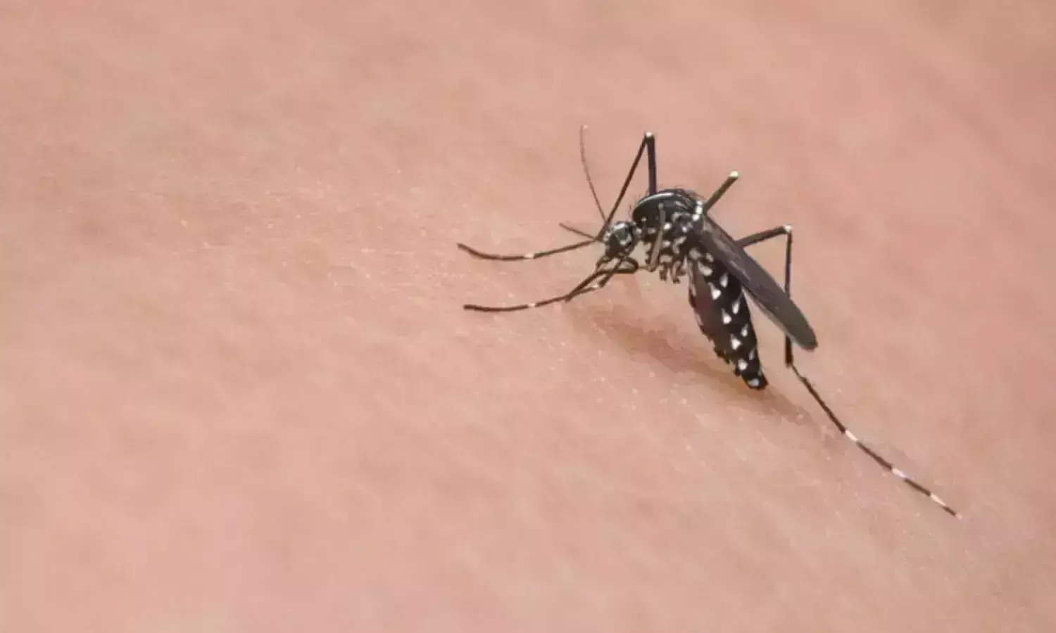 Hyderabad: Waking up to rising dengue cases, GHMC rolls out preventive measures; experts cautious