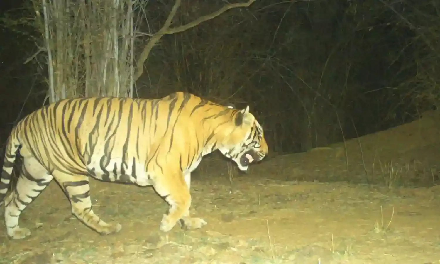 Tiger Zinda Hai: 20 years on, big cat spotted in Amrabad Tiger Reserve, Nagarjunasagar divison