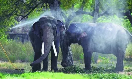 Delhi Zoo implements ayurvedic methods to safeguard animals during monsoon