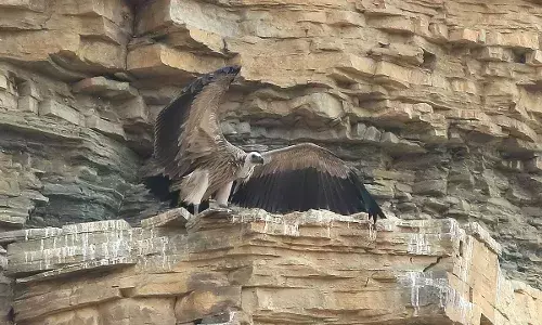 Adilabad:  Hopes float as vulture conservationists start GSM tagging scavenger birds
