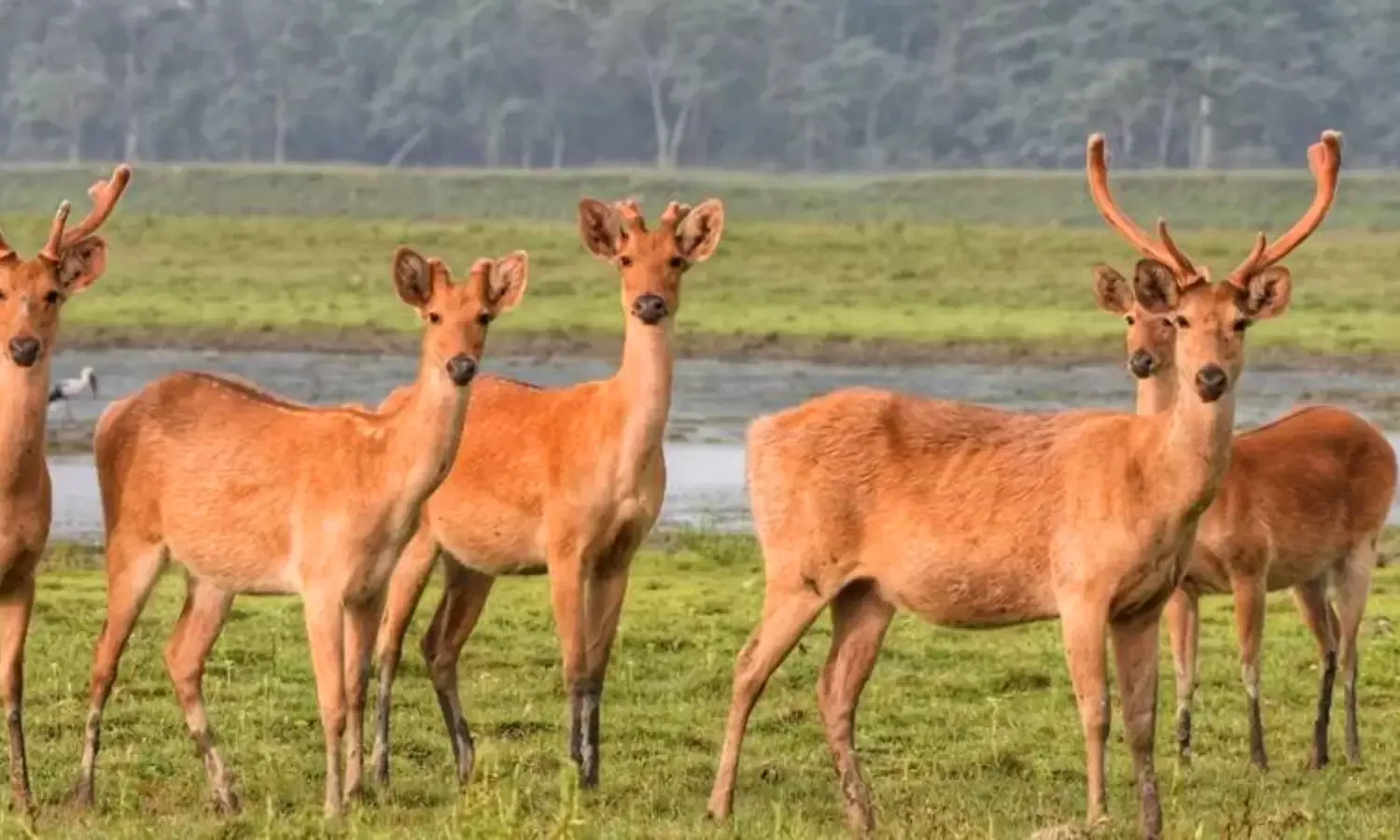 Assam Flood: 131 wild animals dead, 97 rescued in Kaziranga National Park