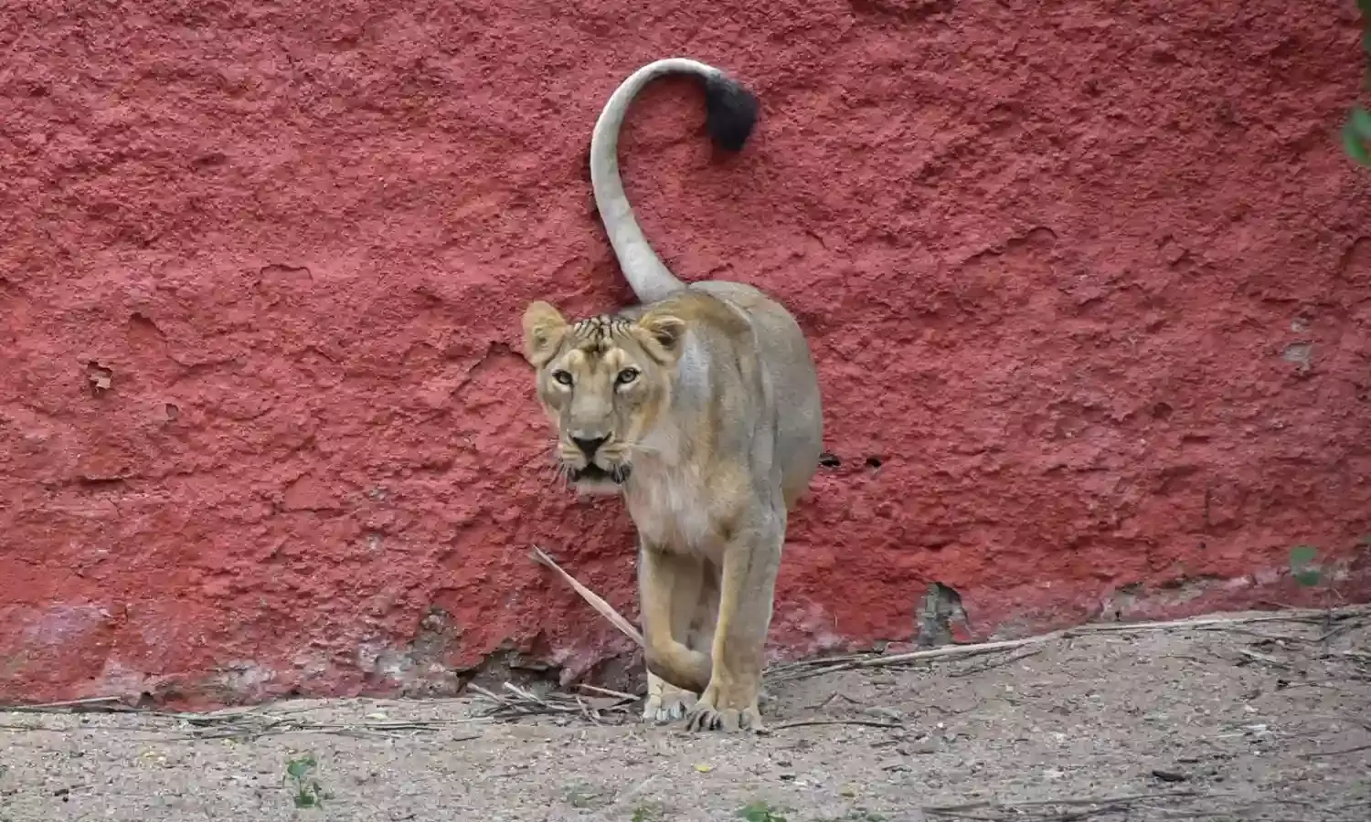 Lion escapes enclosure during cleaning at Hyderabad Zoo; caretaker injured