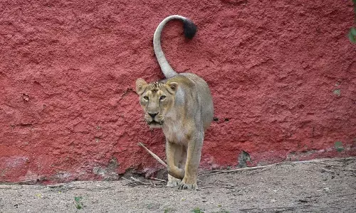 Lion escapes enclosure during cleaning at Hyderabad Zoo; caretakerĀ injured